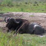 D37700F3-7D19-419C-BCCE-C7C273DCDCC5