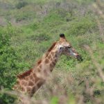 FA335DCE-7B7B-4DB1-8308-984FFDEFF2D2